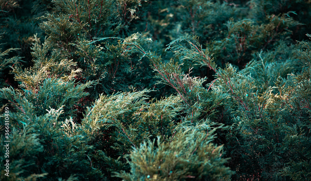 Obraz premium Green background with bush. Green texture with dark tones.