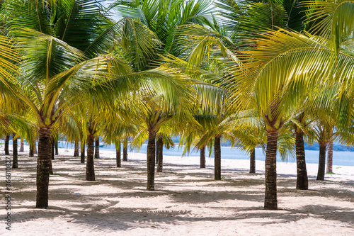 Coconut palm trees on white sandy beach near South China Sea on island of Phu Quoc, Vietnam. Travel and nature concept © OlegD