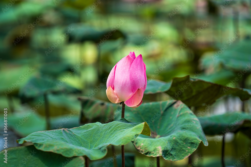 Pink water lily flower. Lotus flower in Vietnam. Closeup Pink water lily flower. Lotus flower in Vietnam. Closeup