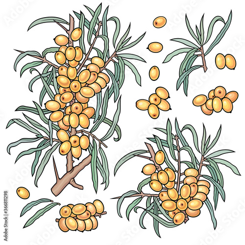 Hand drawn sea buckthorn. Set of objects.