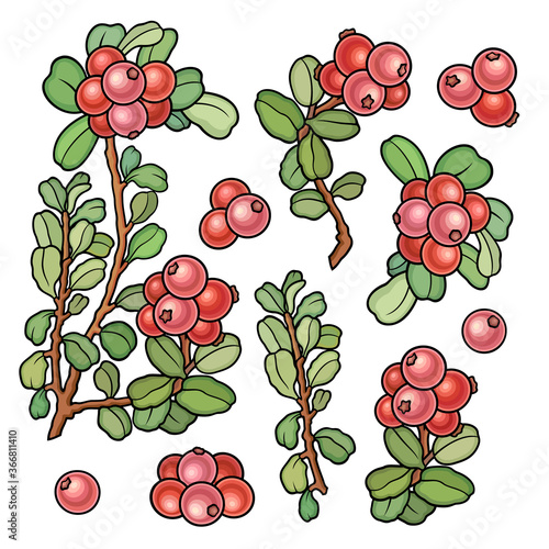 Hand drawn lingonberry . Set of objects.
