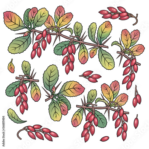 Hand drawn barberry. Set of objects.
