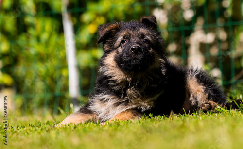 german shepherd puppy on green grass