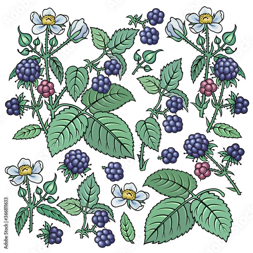 Hand drawn dewberry. Set of objects.