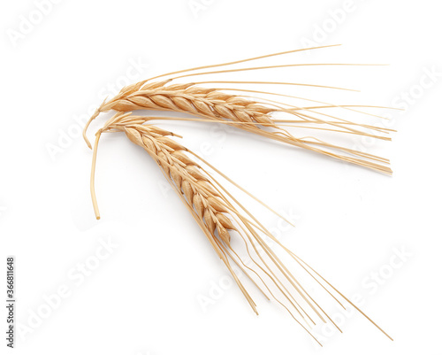Spikelets of barley