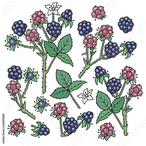 Hand drawn dewberry. Set of objects.