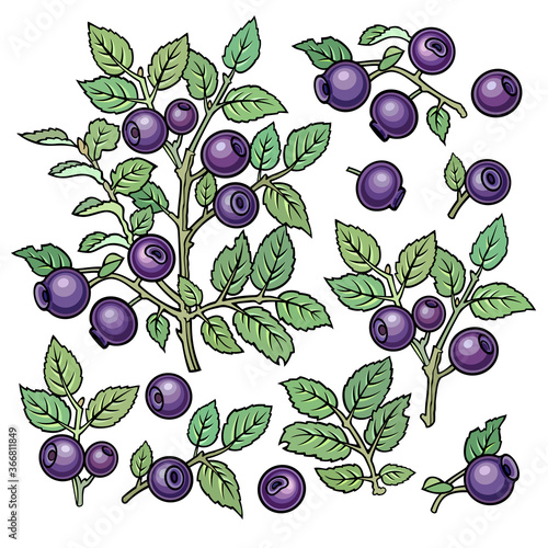 Hand drawn blueberries. Set of objects