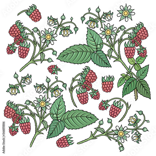 Hand drawn raspberries. Set of objects.