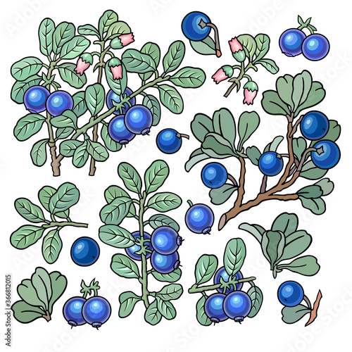 Hand drawn blueberry. Set of objects