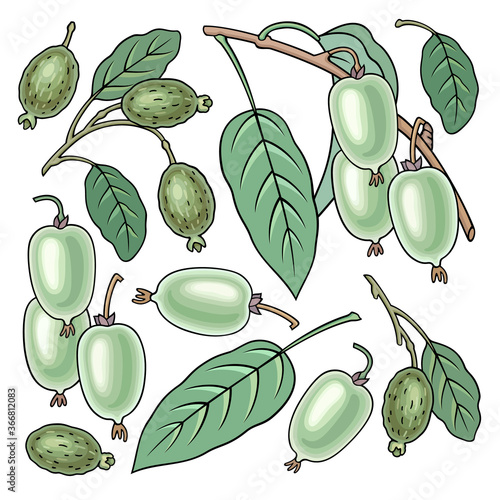 Hand drawn feijoa. Set of objects.