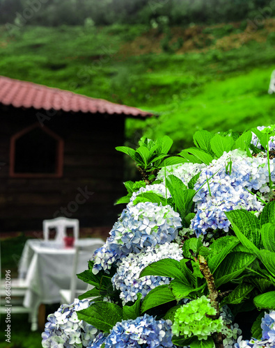 Cabaña en el bosque con el vibrante follaje verde, vista panorámica y hortensias. photo