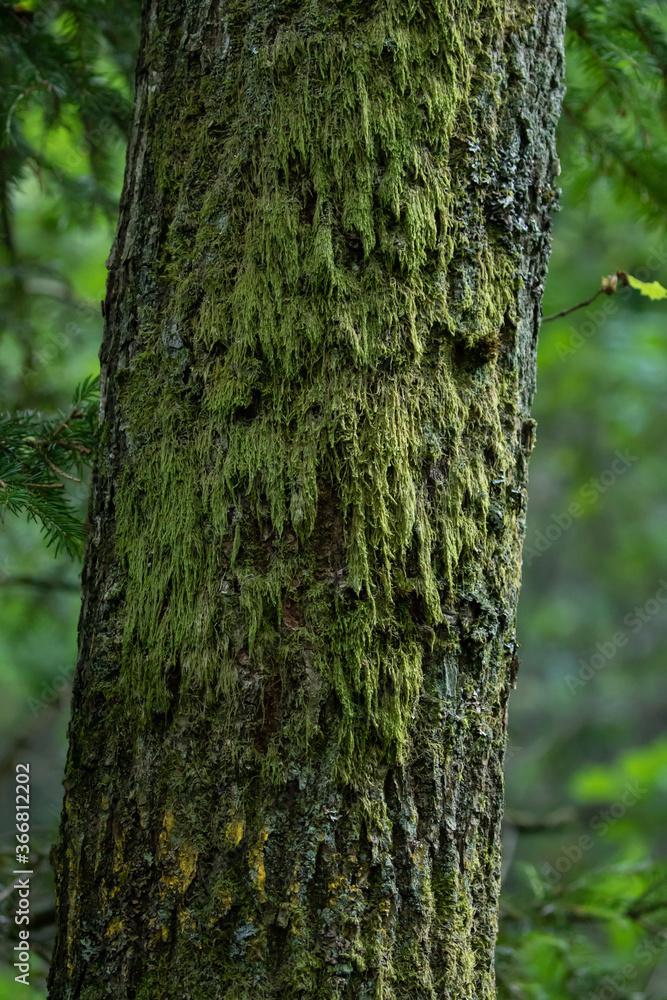 Fototapeta premium Green moss on a tree trunk in close up