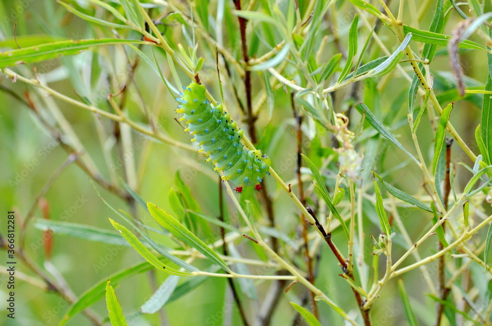 Naklejka premium Cecropia Moth Caterpillar in the 3rd instar stage on a willow bush in Ontario, Canada.
