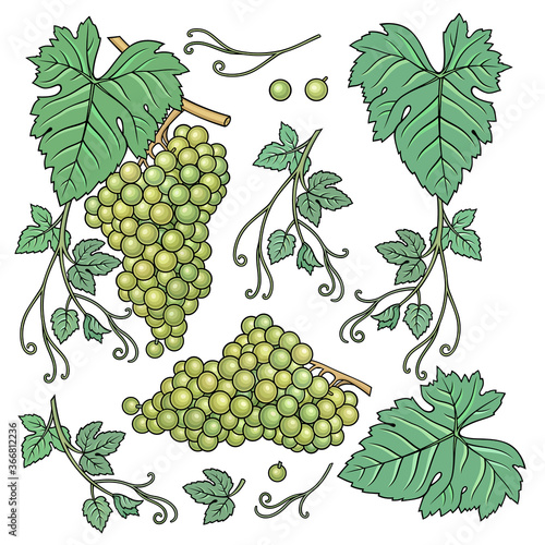 Hand drawn grape. Set of objects.
