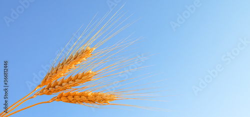 natural background  spikelets of wheat against the blue sky