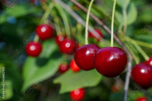 Red cherries ripen on the branch. Selective focus. Close-up shot. 