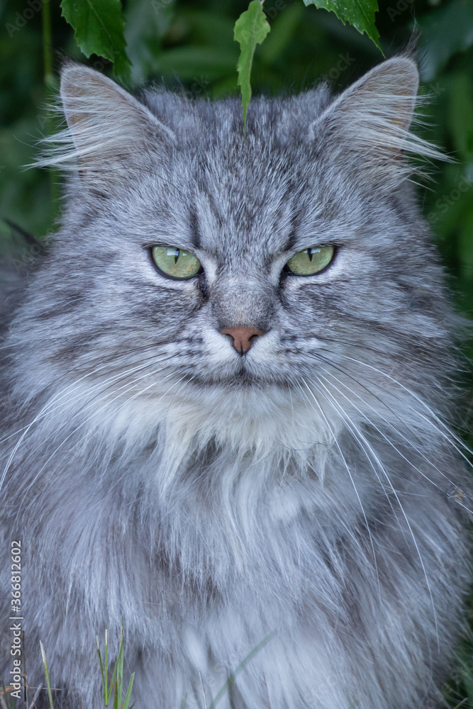 Portrait of a grey cat sitting with a green foliage background