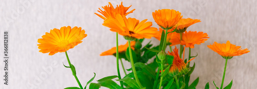 Fototapeta Naklejka Na Ścianę i Meble -  a bouquet of yellow and orange marigolds with green leaves stands in a vase wrapped in paper