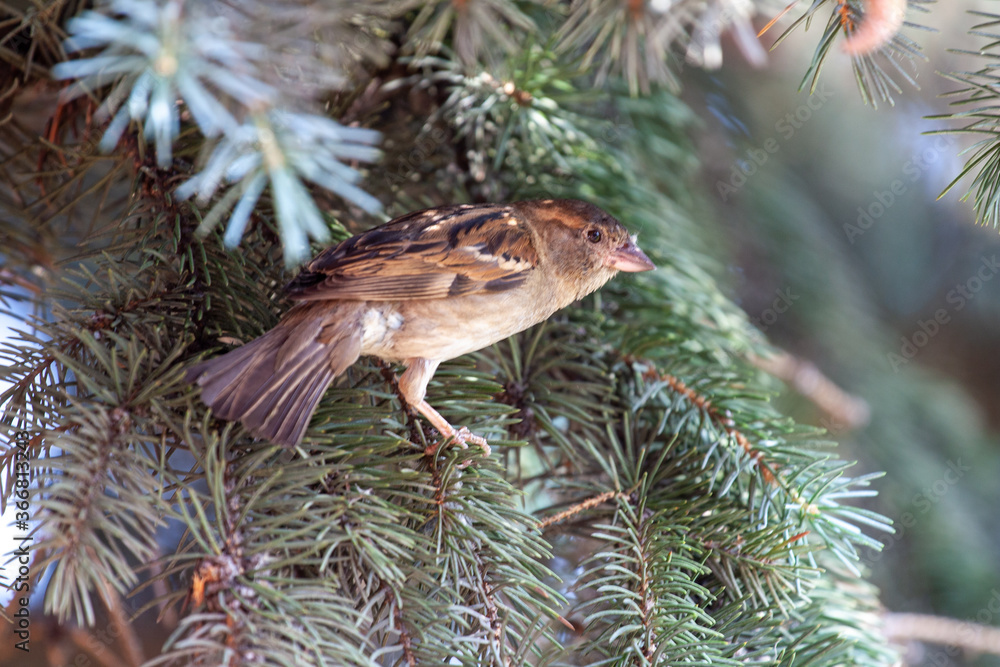 Wildlife Sparrow on a twig. Wildlife Sparrow on a twig.