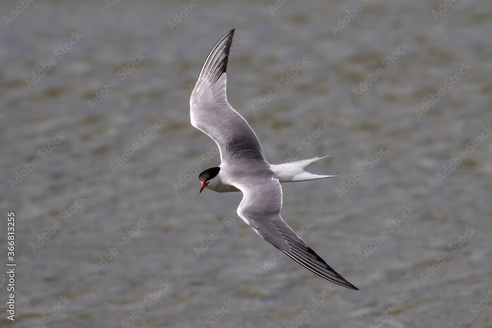 Sea swallow in flight over open water Sea swallow in flight over open water