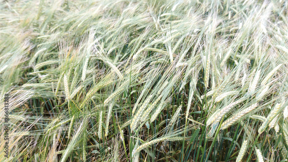 A beautiful field with ripe cereals for the production of baking flour, muesli. Barley as a raw material for malt and brewing. Barley field on a summer day. A beautiful field with ripe cereals for the production of baking flour, muesli. Barley as a raw material for malt and brewing. Barley field on a summer day.