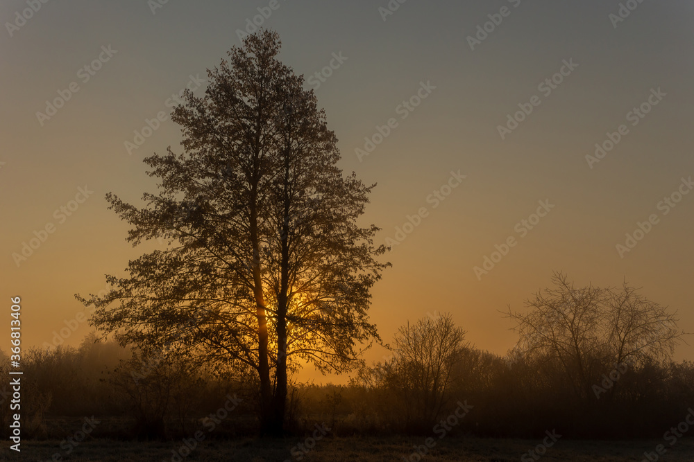 Tree outlines against the sky and sunset sun Tree outlines against the sky and sunset sun