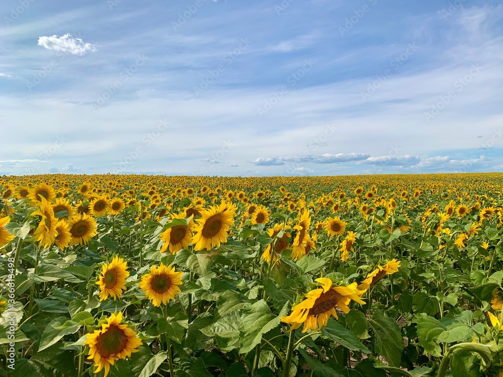 Fototapeta premium Yellow sunflowers against the blue sky. Bright flower on a large field of sunflowers. Concept: agriculture, crops, summer.