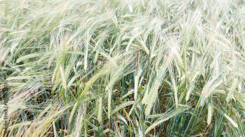 A field of ripening organic cereals. Raw materials for the production of barley malt, baking flour, muesli, cereals. Barley for brewing.