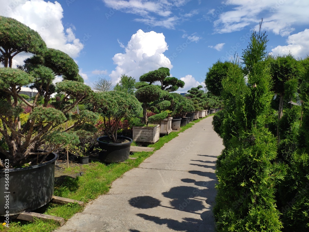 sale of coniferous trees in the garden center sale of coniferous trees in the garden center