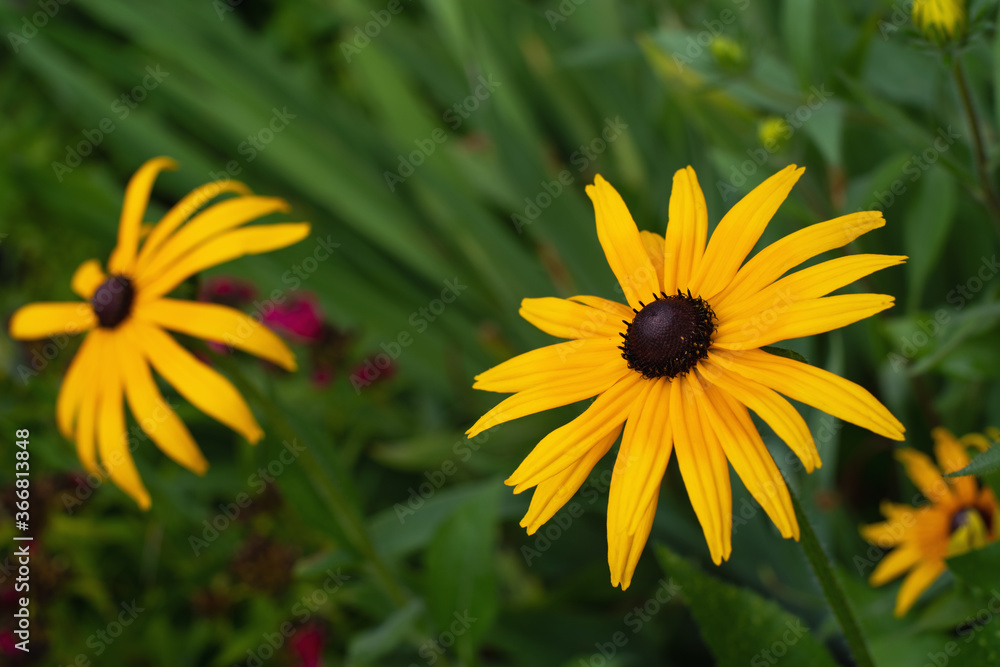 yellow echinacea on green background yellow echinacea on green background