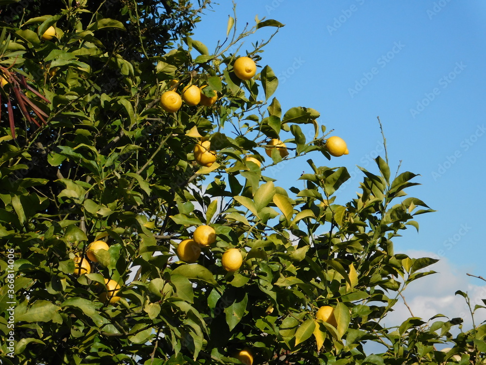 A lemon tree with green leaves and fruits in winter, in Athens, Greece