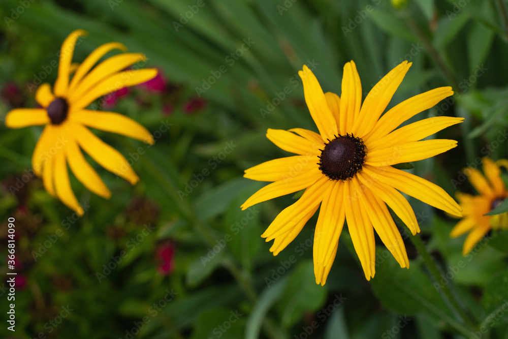 yellow echinacea in the garden yellow echinacea in the garden