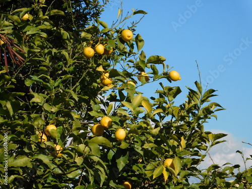 A lemon tree with green leaves and fruits in winter, in Athens, Greece