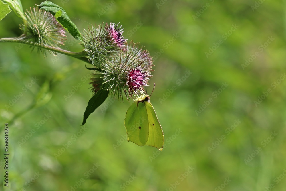 Männlicher Zitronenfalter (Gonepteryx rhamni) an Großer Klette (Arctium lappa) Männlicher Zitronenfalter (Gonepteryx rhamni) an Großer Klette (Arctium lappa)