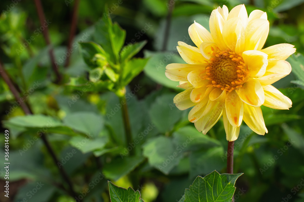 yellow dahlia flower on green background yellow dahlia flower on green background