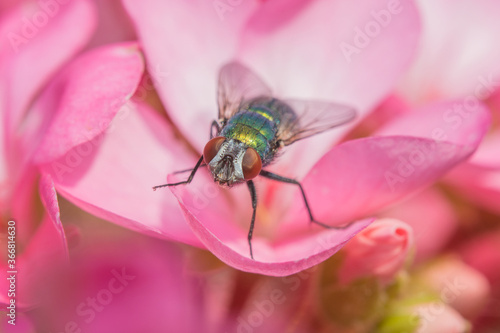 A Green Bottle Fly (Lucilia sp) on a Geranium flower.