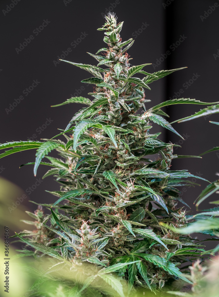 Close up shot of a cannabis plant blossom Close up shot of a cannabis plant blossom