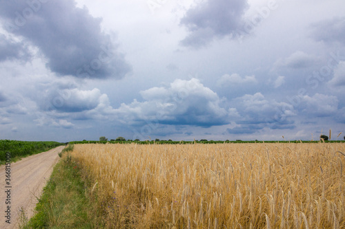  storm clouds over the ripe grain field before harvest