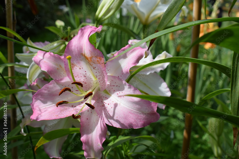 Obraz premium Lilium Joséphine