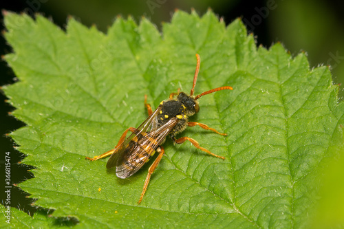 The Nomad Bee, Nomada goodeniana on a leaf. These are parasitic on the nests of  Andrena sp.