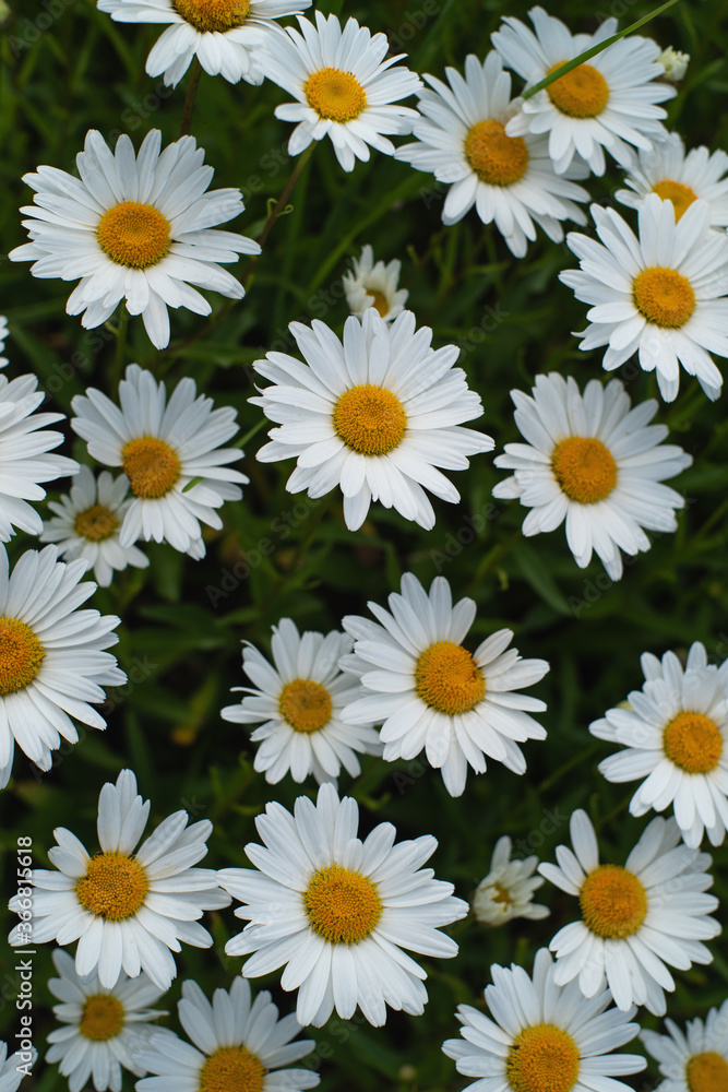 white daisies in a field white daisies in a field