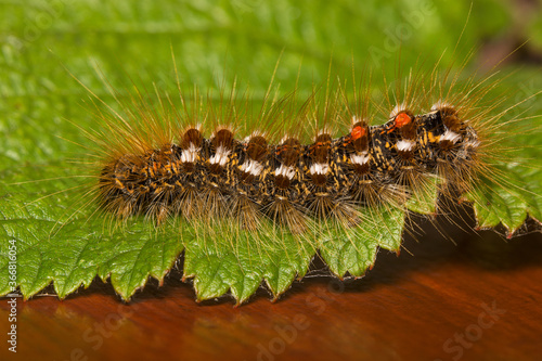 A Brown Tailed Moth brown-tail moth caterpillar (Euproctis chrysorrhoea)  in the family Erebidae