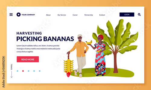 Harvesting and agriculture farming concept. African or indian man and woman picking ripe bananas. Vector illustration