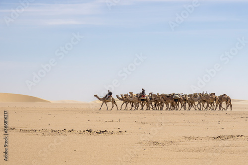 A camel caravan of Toubou nomads  the Sahara desert of Chad