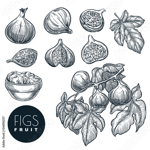 Ripe figs on branch, in dried figs in bowl sketch vector hand drawn illustration. Sweet fruits harvest.