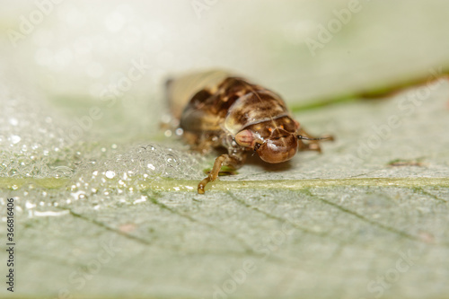 Spittle bug nymph emerging from its protective bubble wrap. It is close to adulthood. photo