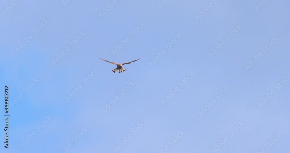 Kestrel bird of prey hover flying hunting slow motion