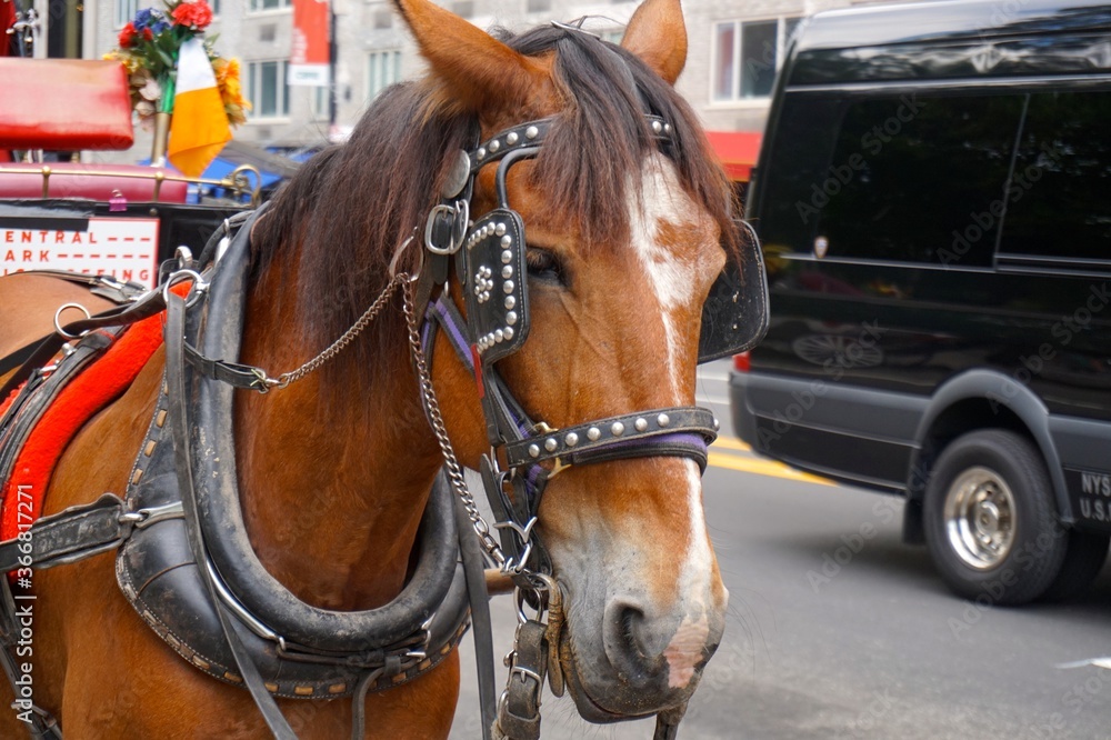 horse in the streets of new york