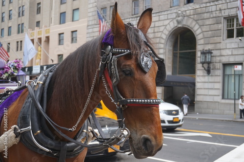 horse in the streets of new york