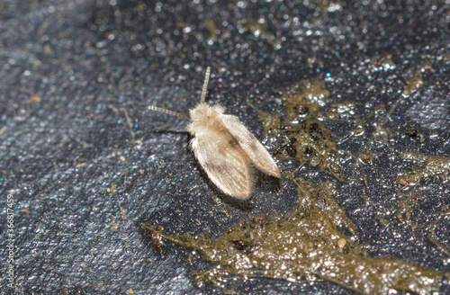 An adult Drain fly, Psychodidae, living under garden recycle bin, UK. These are unpopular as they hang around drains, bathrooms etc.